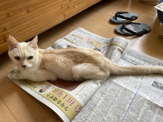 ミルクんが新聞の上に乗る理由は ｍ ねこ 猫 ネコ好きは とまらニャィッ