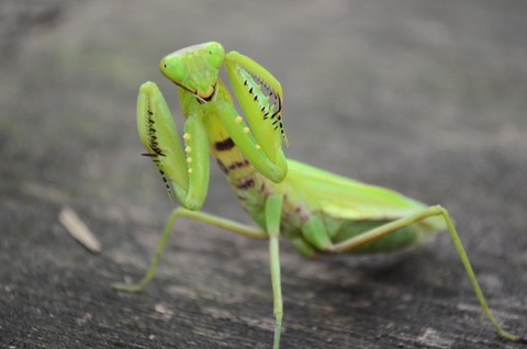 構えるカマキリ-1024x678