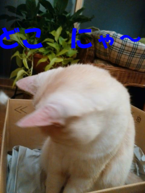 BlogPaint