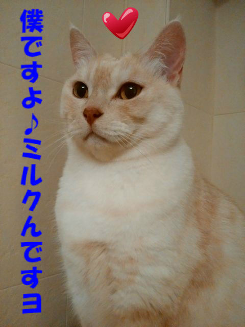 BlogPaint