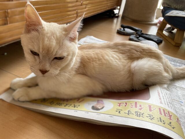 ミルクんが新聞の上に乗る理由は ｍ ねこ 猫 ネコ好きは とまらニャィッ