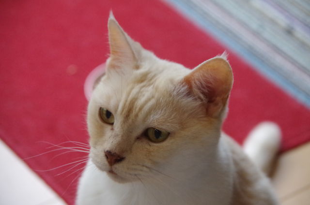 二つの顔を持つ男 ねこ 猫 ネコ好きは とまらニャィッ 二つの顔を持つ男 ねこ 猫 ネコ好きは とまらニャィッ