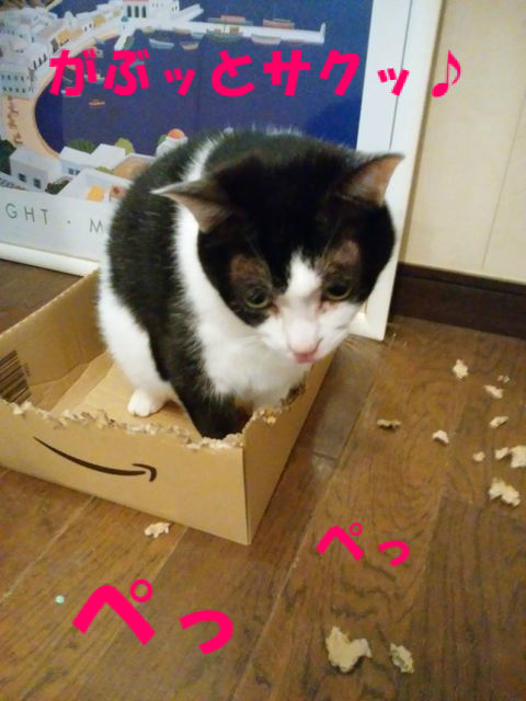 ダンボールをかじる理由は ねこ 猫 ネコ好きは とまらニャィッ