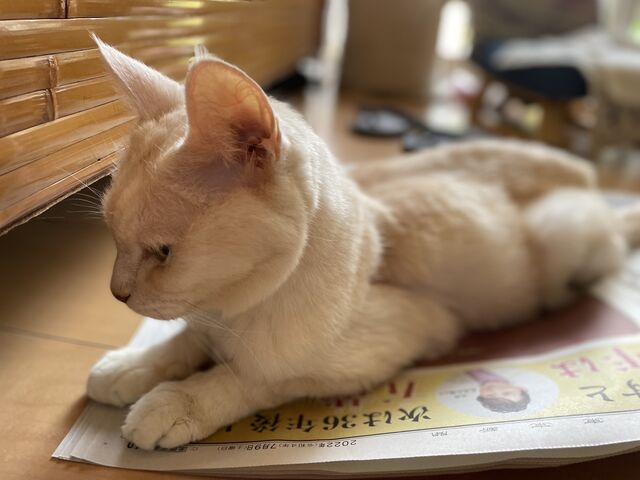 ミルクんが新聞の上に乗る理由は ｍ ねこ 猫 ネコ好きは とまらニャィッ