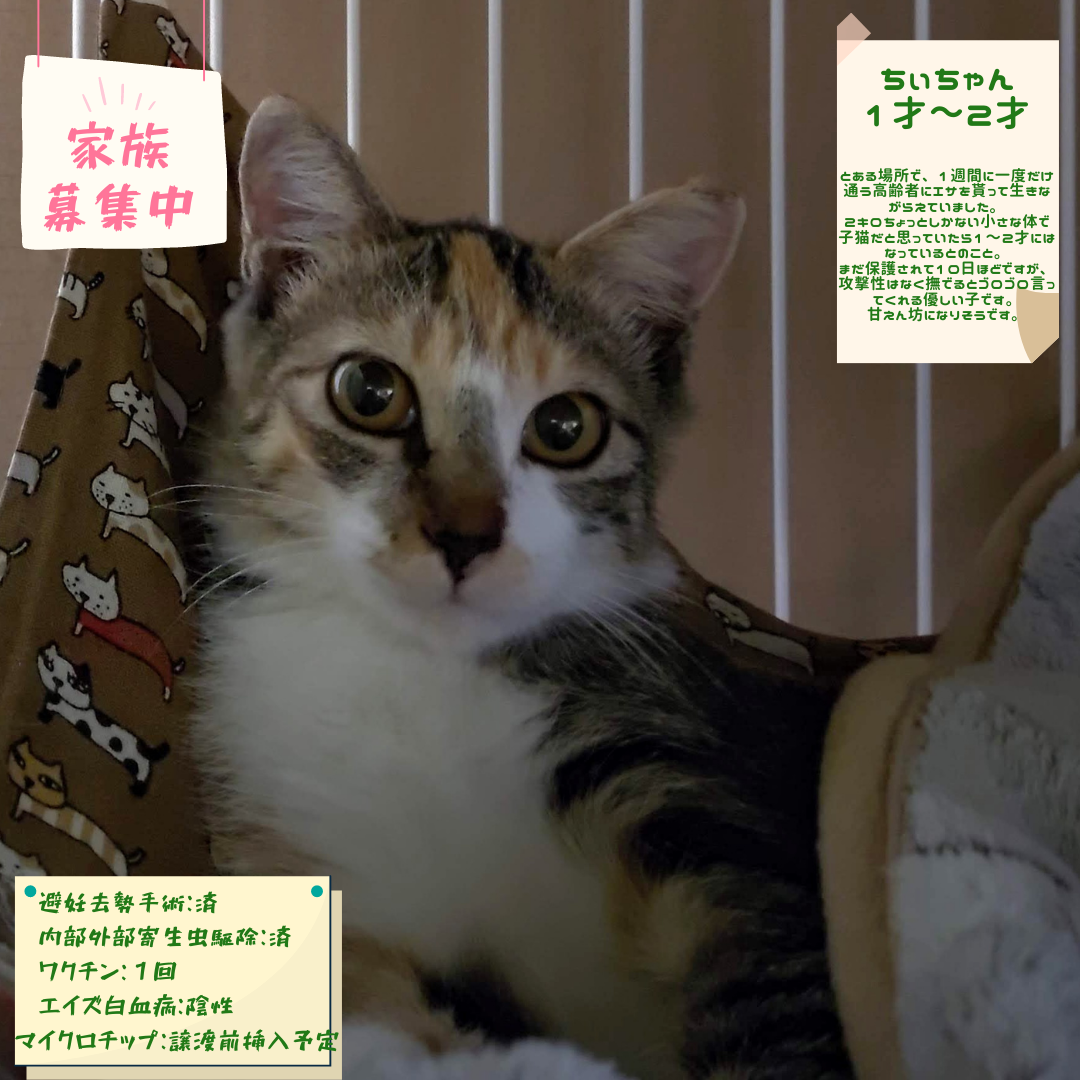 ちぃちゃん １ 2才 チーム犬 猫 かわさき