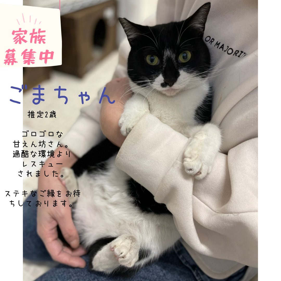ごまちゃん 2歳 チーム犬 猫 かわさき ごまちゃん 2歳 チーム犬 猫 かわさき