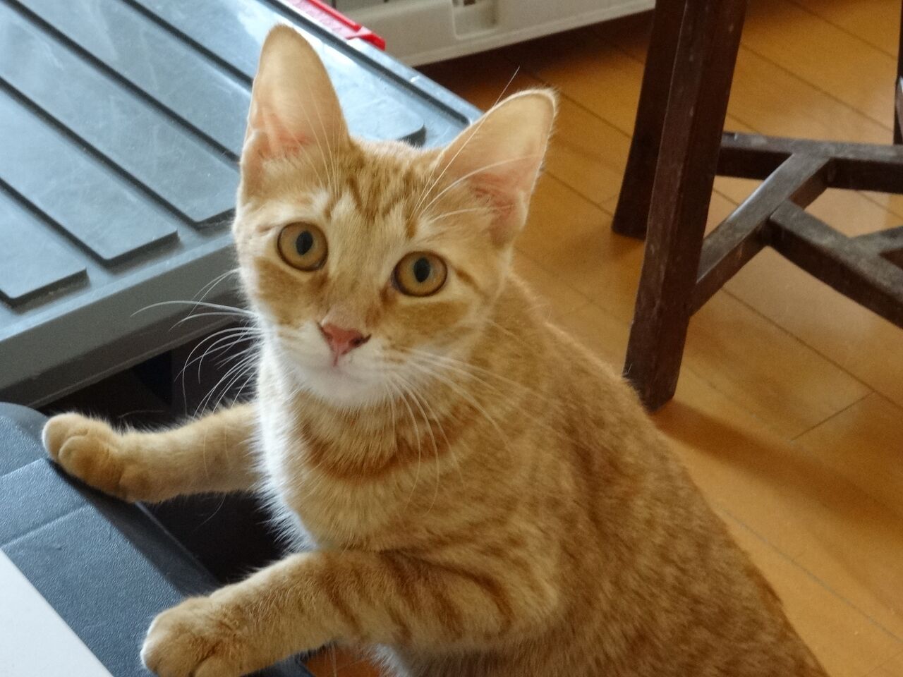 珍しい茶トラの女の子 チーム犬 猫 かわさき