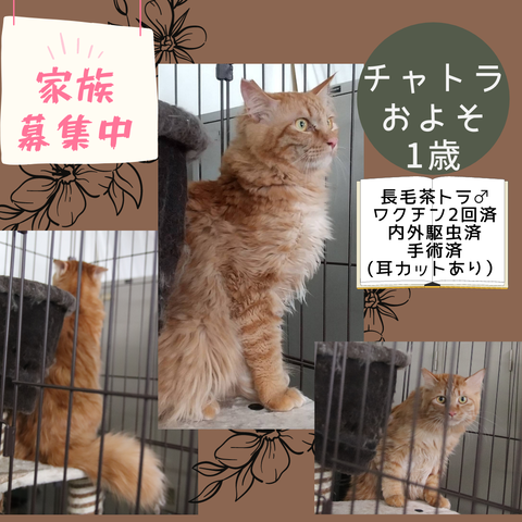 チャトラ♂1歳（長毛茶トラ） : チーム犬・猫＠かわさき