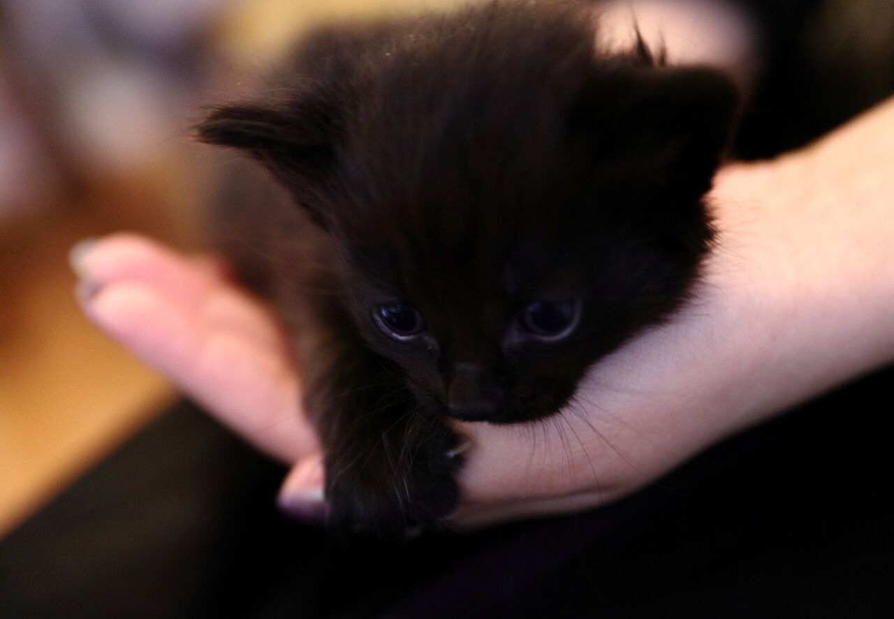 譲渡決定 生後約1か月の黒４兄妹のご紹介 チーム犬 猫 かわさき