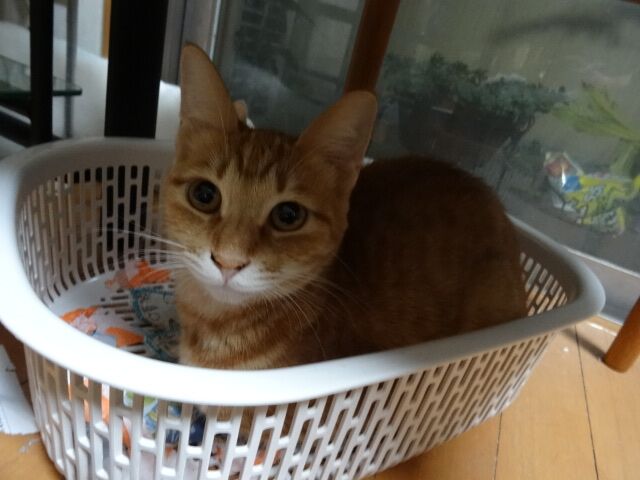 珍しい茶トラの女の子 チーム犬 猫 かわさき