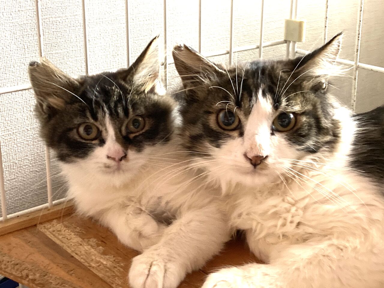 キジ白 ちょっと長毛 二匹です チーム犬 猫 かわさき キジ白 ちょっと長毛 二匹です チーム犬 猫 かわさき