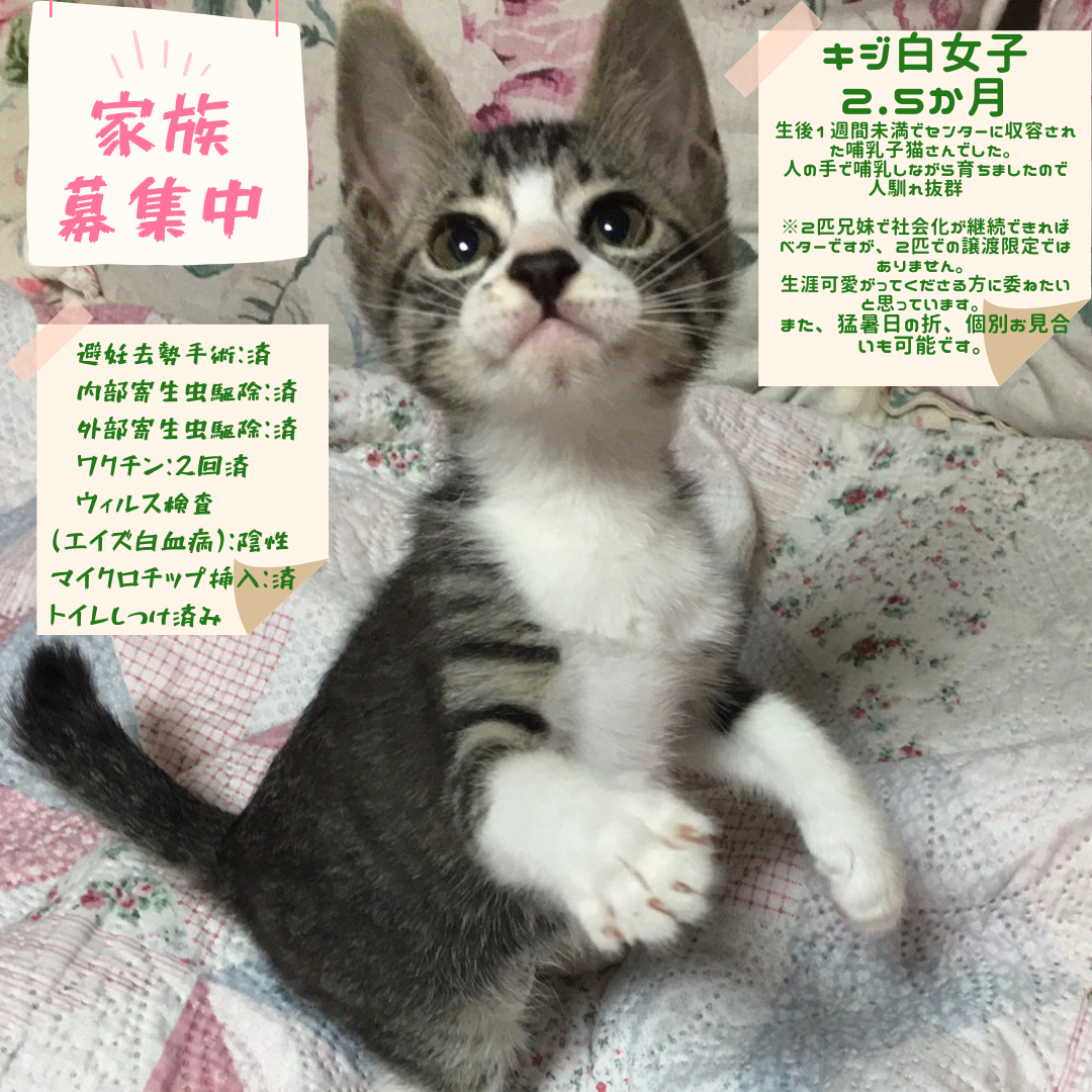 キジ白女子2 5か月 チーム犬 猫 かわさき キジ白女子2 5か月 チーム犬 猫 かわさき