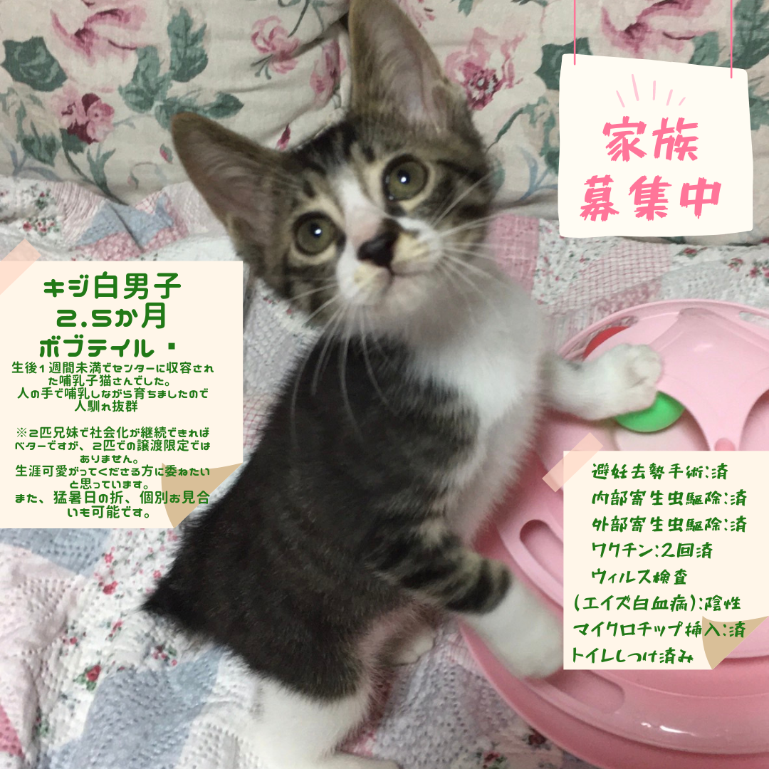 キジ白男子2 5か月 チーム犬 猫 かわさき