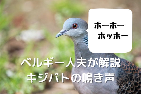 ベルギー人夫が解説 キジバトの鳴き声 ねこの1にち自由帳 ベルギー人夫が解説 キジバトの鳴き声 ねこの1にち自由帳