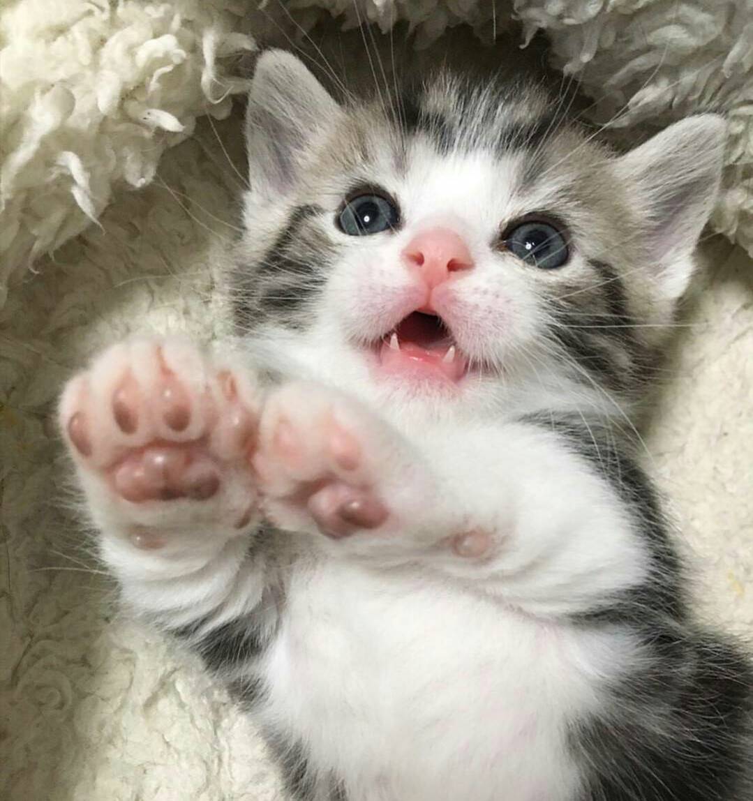 猫の足 けしかライン でできている かわいすぎて全てがケシカラン ぺっと速報