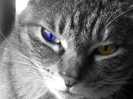 ねこ かっこいいねこ達の画像 ぺっと速報
