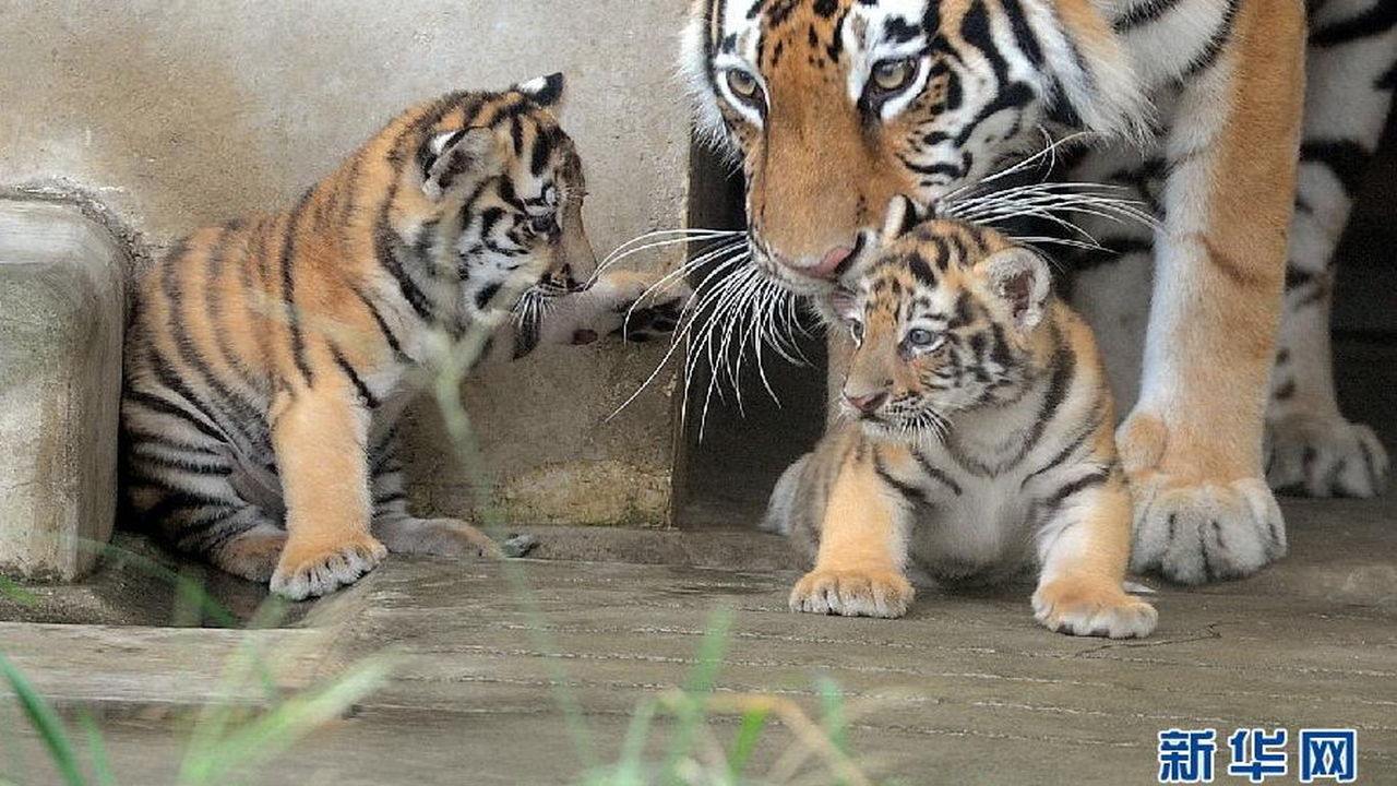 動物 カッコイイ虎 ぺっと速報 動物 カッコイイ虎 ぺっと速報