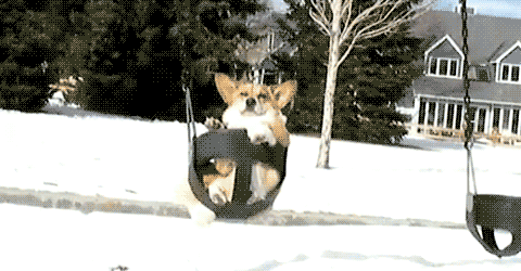 動物 可愛いどうぶつの動画 ぺっと速報