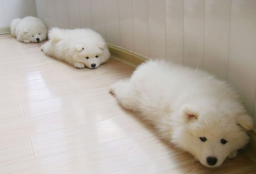 もふもふ わんちゃん画像 ぺっと速報