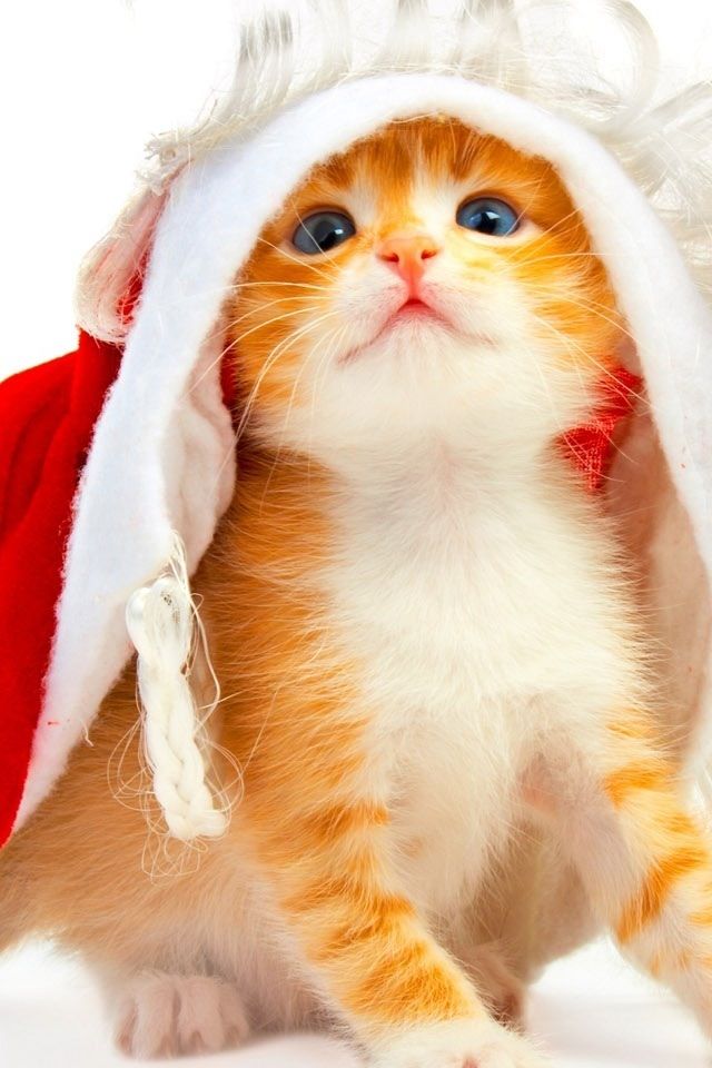 こねこ 可愛い子猫たち ぺっと速報