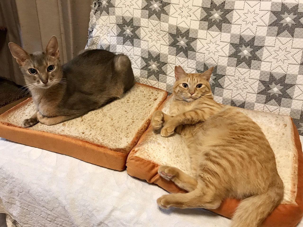 ニトリの食パンクッションとねこ ぺっと速報