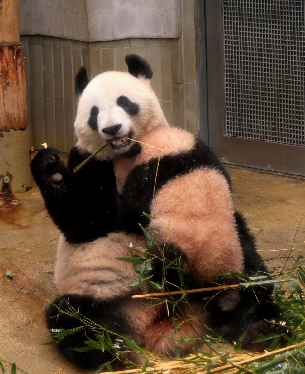 話題 シャンシャン パンダ史上 最も美しい ひざカックン リツイート10万 再生回数が250万回 上野動物園のツイッターが話題 ぺっと速報