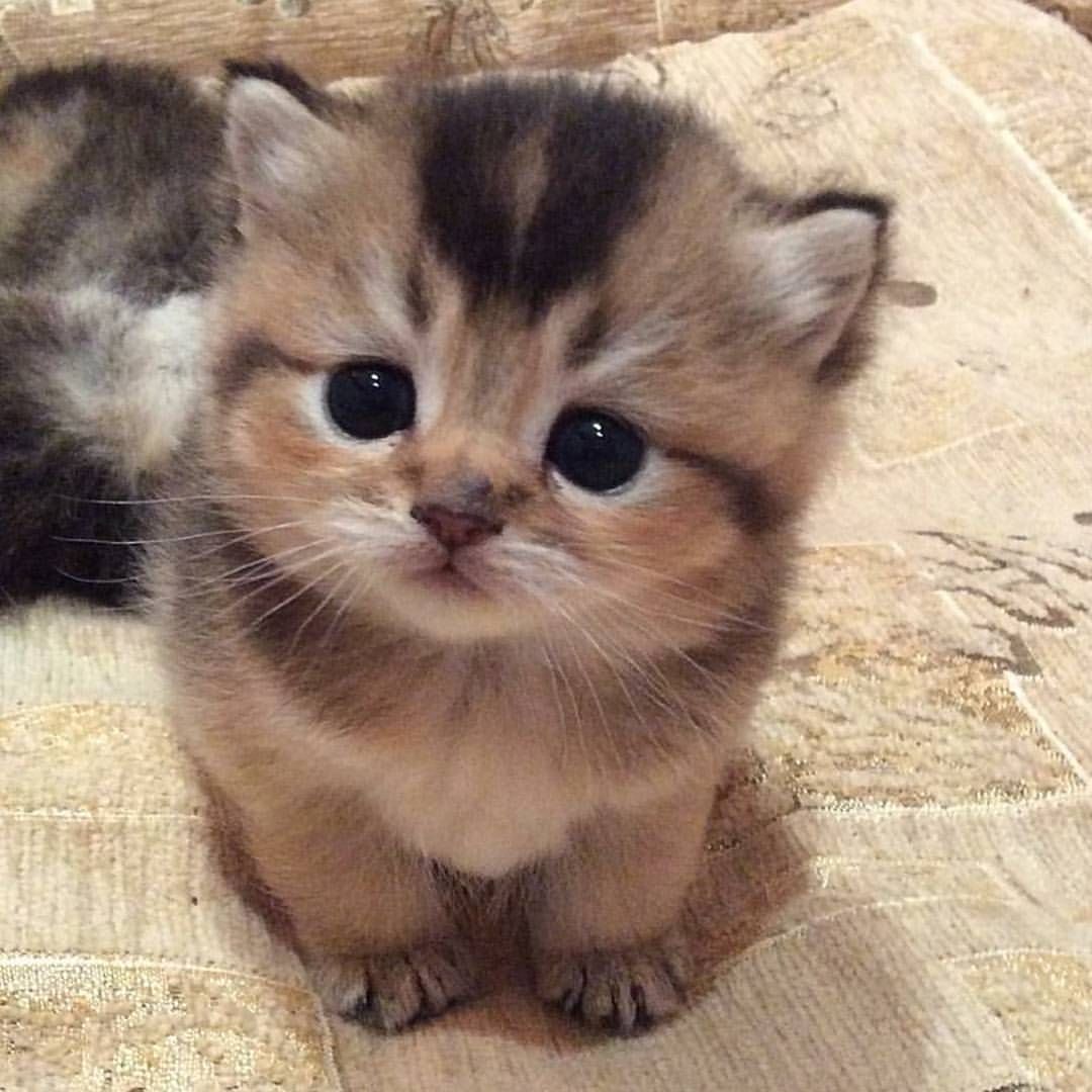 癒し 威勢はいいけれど届かない猫パンチ 目を閉じたまま 絶妙な距離感で戦う猫ちゃんに これがソーシャルディスタンス ぺっと速報 癒し 威勢はいいけれど届かない猫パンチ 目を閉じたまま 絶妙な距離感で戦う猫ちゃんに これがソーシャルディスタンス ぺっと速報