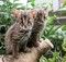 絶滅危惧種ツシマヤマネコの繁殖に成功　子猫を公開
