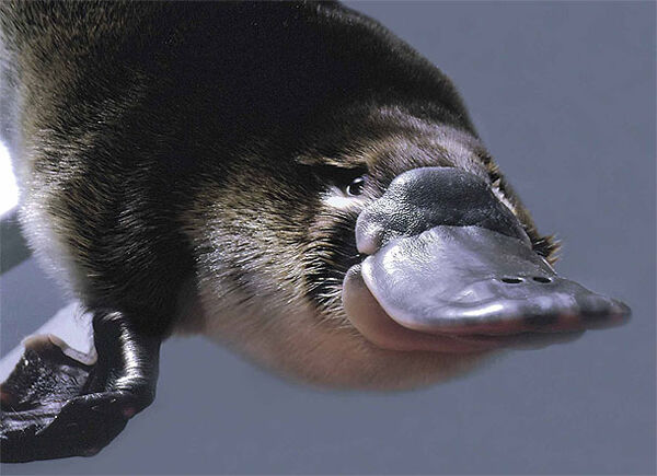 衝撃 珍獣カモノハシに新たなる奇妙な特徴を発見 体が蛍光色に光ることが判明 米研究 ぺっと速報