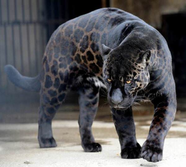 動物 かっこいい動物の画像 ぺっと速報