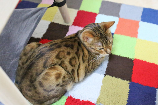 猫の気分は山の天気より変わりやすい ベンガル猫ブログ ねこちん 猫とオッサンの賃貸生活