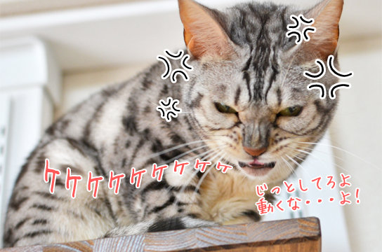 興奮した猫の顔 ベンガル猫ブログ ねこちん 猫とオッサンの賃貸生活 興奮した猫の顔 ベンガル猫ブログ ねこちん 猫とオッサンの賃貸生活