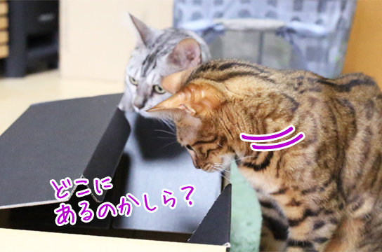 猫がいいのは動体視力 ベンガル猫ブログ ねこちん 猫とオッサンの賃貸生活
