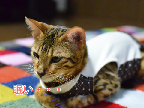 新たなる術後服 そしてレビュー ベンガル猫ブログ ねこちん 猫とオッサンの賃貸生活