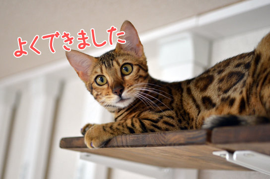 手作りキャットウォークDIY自作