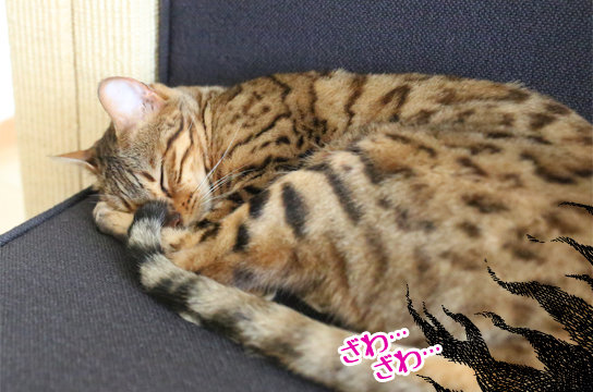 コロコロでコロコロされてゴロゴロする猫 ベンガル猫ブログ ねこちん 猫とオッサンの賃貸生活