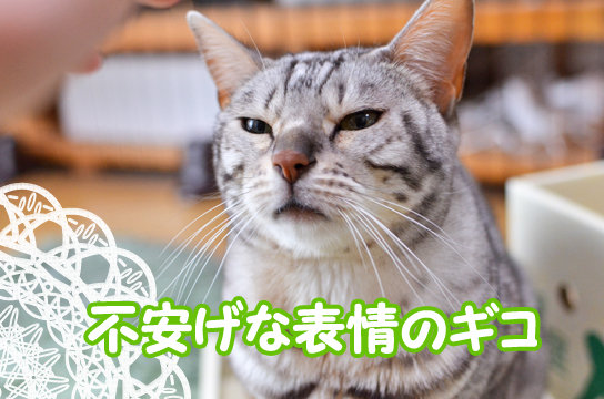 ギコの大変な毎日 2回目更新 ベンガル猫ブログ ねこちん 猫とオッサンの賃貸生活