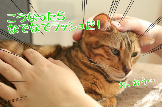 ヒョウ柄のベンガル猫は気性が荒いのか ベンガル猫ブログ ねこちん 猫とオッサンの賃貸生活