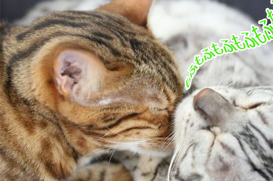 猫でモフモフしたいのは人間だけじゃない ベンガル猫ブログ ねこちん 猫とオッサンの賃貸生活 猫でモフモフしたいのは人間だけじゃない ベンガル猫ブログ ねこちん 猫とオッサンの賃貸生活