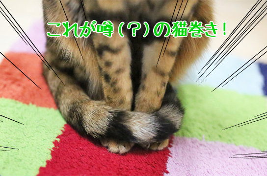 猫 可愛いしっぽマフラーの巻き方 猫巻き ベンガル猫ブログ ねこちん 猫とオッサンの賃貸生活 猫 可愛いしっぽマフラーの巻き方 猫巻き ベンガル猫ブログ ねこちん 猫とオッサンの賃貸生活