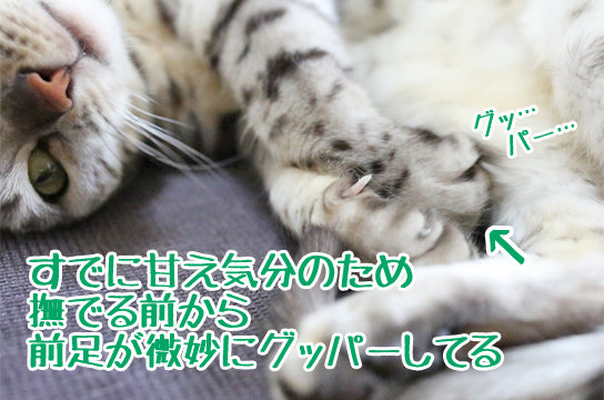 猫も寝ぼけてヨダレを垂らすのか ベンガル猫ブログ ねこちん 猫とオッサンの賃貸生活