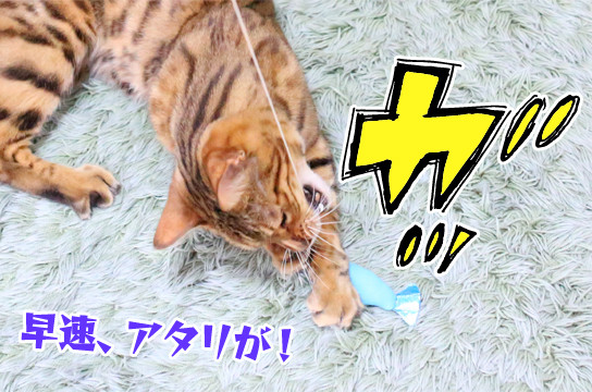 猫釣り2匹め ベンガル猫ブログ ねこちん 猫とオッサンの賃貸生活