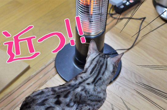 暖房器具に近づきすぎる猫 ベンガル猫ブログ ねこちん 猫とオッサンの賃貸生活 暖房器具に近づきすぎる猫 ベンガル猫ブログ ねこちん 猫とオッサンの賃貸生活