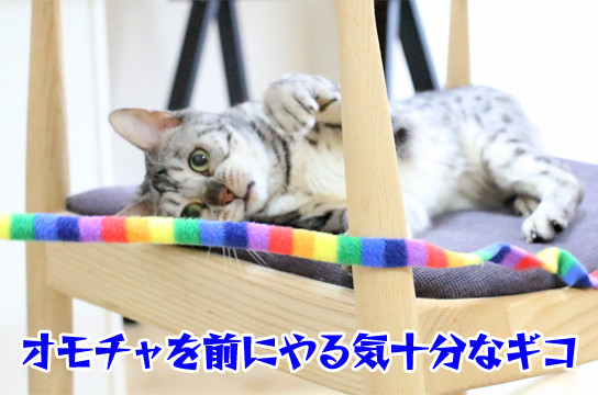 シルバーベンガル猫