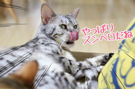 猫たちのズンドコベロンチョ ベンガル猫ブログ ねこちん 猫とオッサンの賃貸生活 猫たちのズンドコベロンチョ ベンガル猫ブログ ねこちん 猫とオッサンの賃貸生活