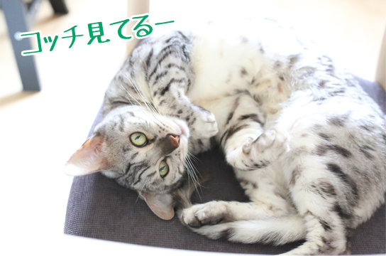 猫も寝ぼけてヨダレを垂らすのか ベンガル猫ブログ ねこちん 猫とオッサンの賃貸生活