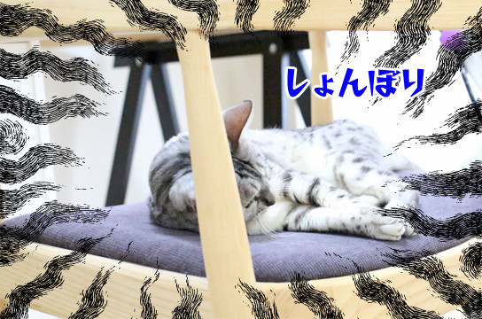 シルバーベンガル猫