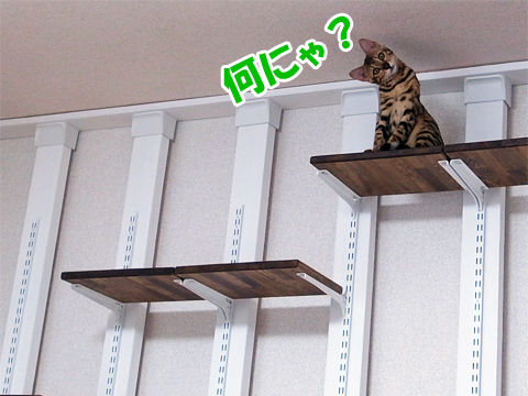首をかしげる ベンガル猫ブログ ねこちん 猫とオッサンの賃貸生活