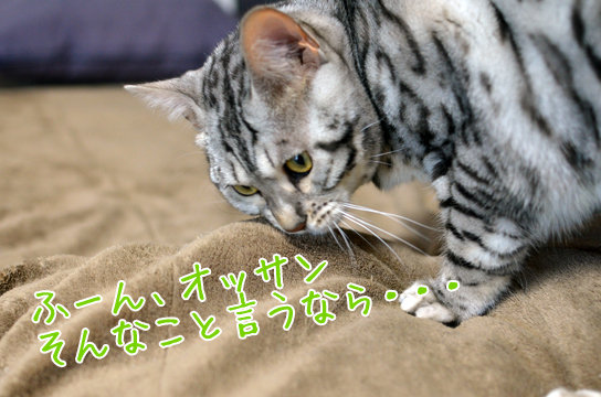 猫の土下座 : ベンガル猫ブログ ねこちん!猫とオッサンの賃貸生活