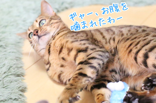 ヘビのオモチャで大喜びの猫たち ベンガル猫ブログ ねこちん 猫とオッサンの賃貸生活 ヘビのオモチャで大喜びの猫たち ベンガル猫ブログ ねこちん 猫とオッサンの賃貸生活